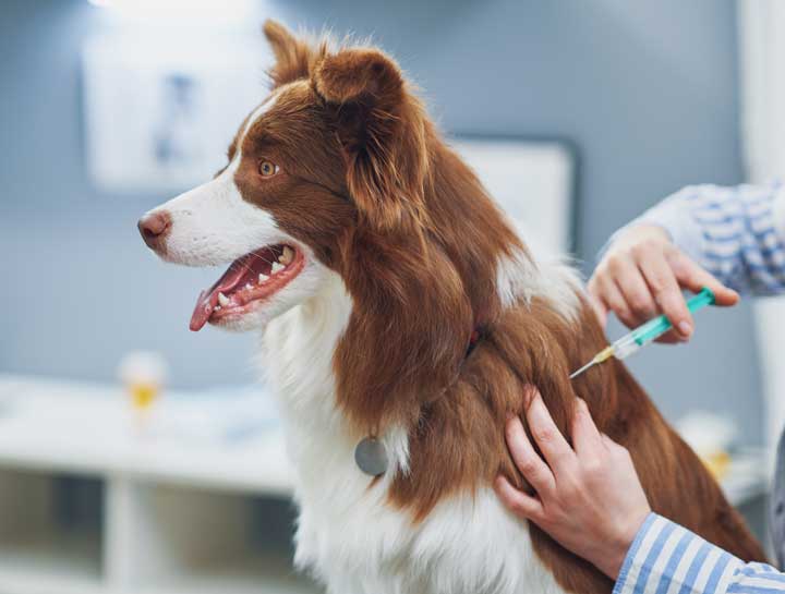 Vaccine Schedule